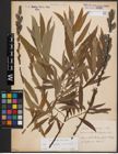 Foto von Salix daphnoides Vill. x Salix viminalis L.